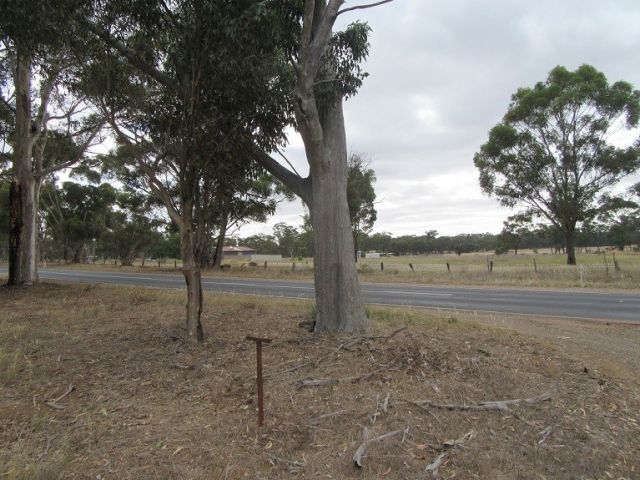 Havelock avenue of honour