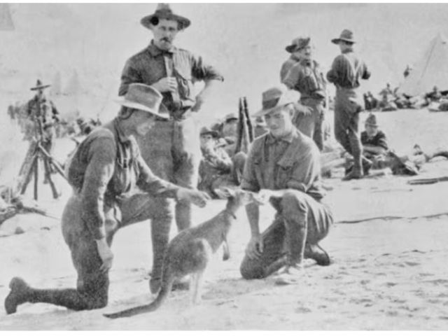 Hundreds of Australian soldiers smuggled native animals overseas with them during World War I