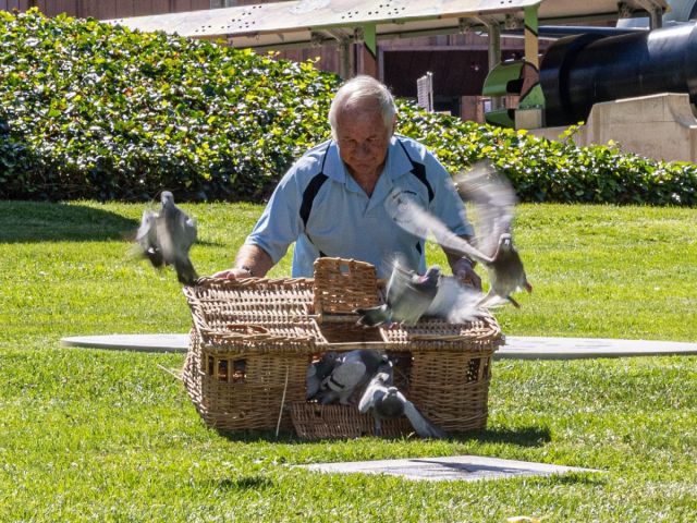 Pigeon release