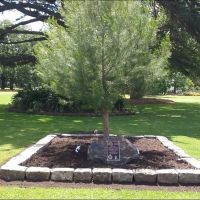 Aleppo pine