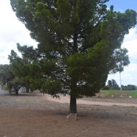 Lone pine tree memorial