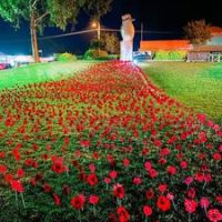 Poppy's