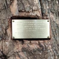 Mont Albert Avenue of Honour