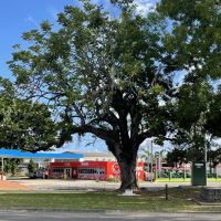 Ingham Boer War Mafeking Tree