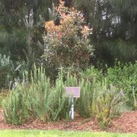 Lorne Avenue of Honour