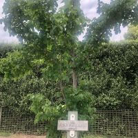 As trees die or are removed, they are replaced, and the plaque is retained