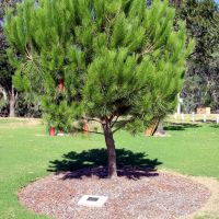 Moulamein War Memorial Precinct Commemorative Lone Pine Tree