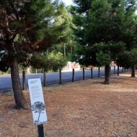 Horsham Sawyer Park Lone Pine Memorial Grove Bordering the World War I and II Memorial Drive Leading to the Main War Memorial and Cenotaph