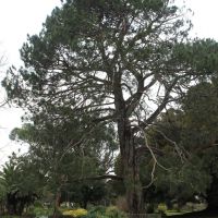 Warrnambool Lone Pine