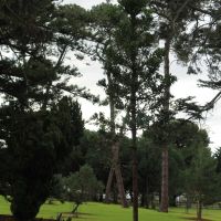Warrnambool National Service Memorial Tree