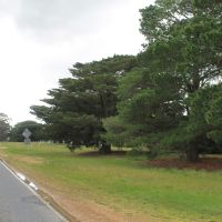 Maroona Avenue of Honour