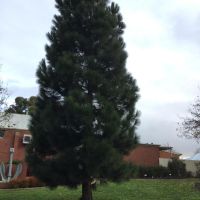 Buninyong RSL Memorial Park