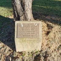 Nabiac Lone Pine Tree
