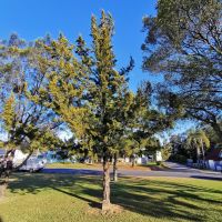 Nabiac Lone Pine Tree