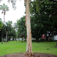 Townsville Australian Peacekeeper and Peacekeepers Veteran Association Memorial Tree
