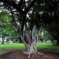 Townsville Formation of 80 Squadron (Kittyhawks) RAAF Memorial Tree