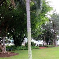 Townsville TPI commemorative Tree