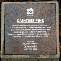 Townsville's Daintree Pine Memorial Tree