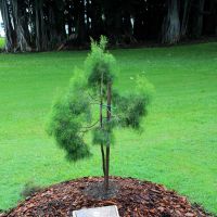 Townsville's Daintree Pine Memorial Tree
