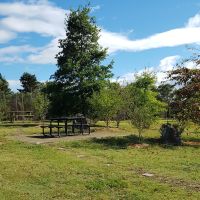 Bungonia Gallipoli Grove