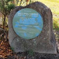 Bungonia Gallipoli Grove