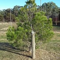 Lone Pine Bungonia Photo taken 2016