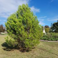 Lone Pine Photo taken 2023