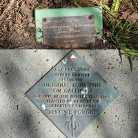 Ulladulla War Memorial Reserve Aleppo Pine