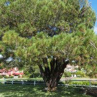 Ulladulla War Memorial Reserve Aleppo Pine