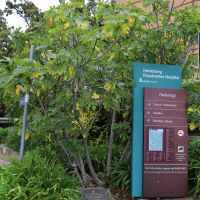 Austin Tobruk Fig Tree