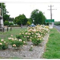 Romsey War Memorial Rose Garden