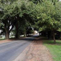 Wooreen Avenue Trees