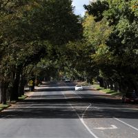 Leongatha Avenue Trees