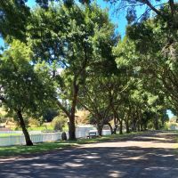 Byaduk Avenue of Honour