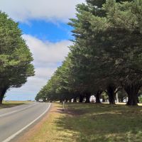 Avenue of Honour