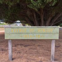 Modewarre Avenue of Honour 