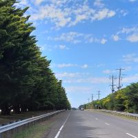 Modewarre Avenue of Honour 