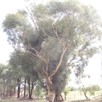 large gum tree with rock and plaque at base