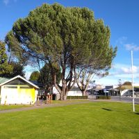 Penola Lone Pine