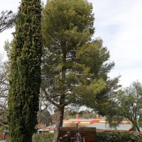 Second of two Lone Pine Trees (same plaque) and WW2 Artillery.