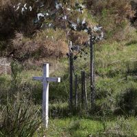 Tree 26 on Memorial Track Walk (PRIVATE JOSEPH TATT)