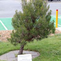 Lone Pine Ballarat RSL