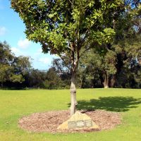 HMAS Perth and USS Houston Memorial Tree Shading the Ships' Commemorative Plaques