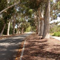Lovekin Drive Avenue of Honour, Kings Park Perth 