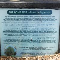 Woy Woy Memorial Park Lone Pine