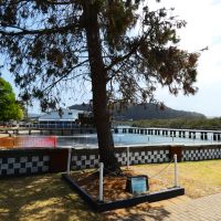 Woy Woy Memorial Park Lone Pine