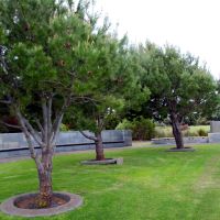 Lone Pine Memorial Grove Located with The Albany Peace Park