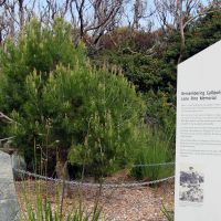 Gallipoli Lone Pine Memorial Grove Located Within the Precinct of the Desert Mounted Corps Memorial, Albany