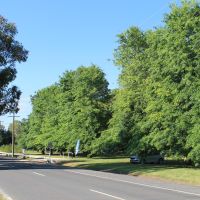Whitfield Avenue of Honour 