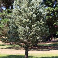 Garibaldi WW2 POW Memorial Tree